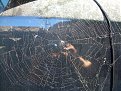 Натиснете снимката за да я уголемите

Име:DSCN1489.jpg
Прегледи:357
Размер:252.6 КБ
ID:5033659