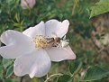 Натиснете снимката за да я уголемите

Име:bee.jpg
Прегледи:219
Размер:127.9 КБ
ID:5035148