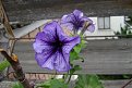 Натиснете снимката за да я уголемите

Име:Picture 016.jpg
Прегледи:163
Размер:496.4 КБ
ID:5035219