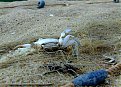 Натиснете снимката за да я уголемите

Име:DSCF2566.jpg
Прегледи:421
Размер:130.3 КБ
ID:5036264