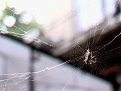 Натиснете снимката за да я уголемите

Име:paiak.jpg
Прегледи:119
Размер:88.6 КБ
ID:5037416