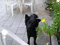 Натиснете снимката за да я уголемите

Име:Picture 466.jpg
Прегледи:157
Размер:177.0 КБ
ID:5037511