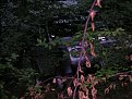 Натиснете снимката за да я уголемите

Име:PICT0504.jpg
Прегледи:265
Размер:118.6 КБ
ID:5037700