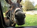 Натиснете снимката за да я уголемите

Име:IMG_2011.jpg
Прегледи:6744
Размер:133.4 КБ
ID:5037836