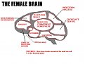Натиснете снимката за да я уголемите

Име:brain-female.jpg
Прегледи:103
Размер:30.3 КБ
ID:5039849