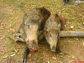 Натиснете снимката за да я уголемите

Име:27.jpg
Прегледи:410
Размер:234.8 КБ
ID:5040447