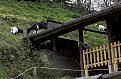Натиснете снимката за да я уголемите

Име:Kozi.jpg
Прегледи:746
Размер:165.8 КБ
ID:5041207