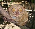 Натиснете снимката за да я уголемите

Име:big eyes4s.jpg
Прегледи:121
Размер:69.8 КБ
ID:5045398