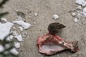 Натиснете снимката за да я уголемите

Име:IMG_0311.jpg
Прегледи:230
Размер:138.0 КБ
ID:5046227