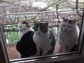 Натиснете снимката за да я уголемите

Име:DSC00095.JPG
Прегледи:377
Размер:82.0 КБ
ID:5047405