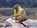 Натиснете снимката за да я уголемите

Име:250px-Marmot-edit1.jpg
Прегледи:143
Размер:17.0 КБ
ID:5048220