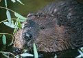 Натиснете снимката за да я уголемите

Име:200px-Beaver.jpg
Прегледи:139
Размер:8.0 КБ
ID:5048221
