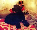 Натиснете снимката за да я уголемите

Име:img436.jpg
Прегледи:374
Размер:47.4 КБ
ID:5048499