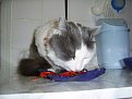 Натиснете снимката за да я уголемите

Име:PIC_0008.jpg
Прегледи:332
Размер:99.9 КБ
ID:5048621