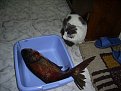 Натиснете снимката за да я уголемите

Име:PIC_0041.JPG
Прегледи:367
Размер:278.4 КБ
ID:5048624