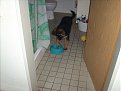 Натиснете снимката за да я уголемите

Име:Moris 3.jpg
Прегледи:401
Размер:86.0 КБ
ID:5049630