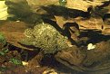 Натиснете снимката за да я уголемите

Име:Ancistrus_cirrhosus_l.jpg
Прегледи:339
Размер:49.6 КБ
ID:5049631