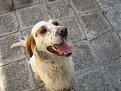Натиснете снимката за да я уголемите

Име:IMG_2322.JPG
Прегледи:518
Размер:139.9 КБ
ID:5052520