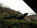 Натиснете снимката за да я уголемите

Име:DSCN3958.jpg
Прегледи:478
Размер:545.0 КБ
ID:5052650
