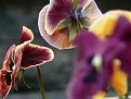 Натиснете снимката за да я уголемите

Име:small_P1000904.JPG.JPG
Прегледи:191
Размер:320.0 КБ
ID:5053742