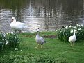 Натиснете снимката за да я уголемите

Име:IMG_8365.JPG
Прегледи:217
Размер:49.8 КБ
ID:5053832
