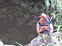 Натиснете снимката за да я уголемите

Име:IMG_8557.JPG
Прегледи:215
Размер:43.6 КБ
ID:5053925