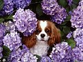 Натиснете снимката за да я уголемите

Име:flower017.jpg
Прегледи:203
Размер:54.4 КБ
ID:5055313