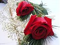Натиснете снимката за да я уголемите

Име:flower18.jpg
Прегледи:195
Размер:71.7 КБ
ID:5055314