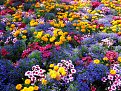 Натиснете снимката за да я уголемите

Име:flower39.jpg
Прегледи:192
Размер:159.0 КБ
ID:5055315