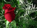Натиснете снимката за да я уголемите

Име:flower42.jpg
Прегледи:190
Размер:88.1 КБ
ID:5055316