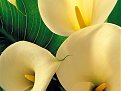 Натиснете снимката за да я уголемите

Име:flower62.jpg
Прегледи:202
Размер:55.1 КБ
ID:5055318