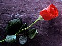 Натиснете снимката за да я уголемите

Име:flower98.jpg
Прегледи:197
Размер:87.3 КБ
ID:5055319