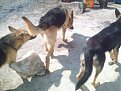 Натиснете снимката за да я уголемите

Име:PICT0004.jpg
Прегледи:214
Размер:113.9 КБ
ID:5056544