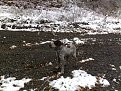 Натиснете снимката за да я уголемите

Име:djino.jpg
Прегледи:614
Размер:214.2 КБ
ID:5056907