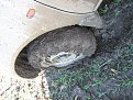 Натиснете снимката за да я уголемите

Име:IMG_2895.jpg
Прегледи:2357
Размер:421.9 КБ
ID:5058312