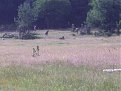 Натиснете снимката за да я уголемите

Име:IMGP2422.JPG
Прегледи:138
Размер:462.4 КБ
ID:5061480