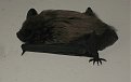 Натиснете снимката за да я уголемите

Име:IMG0184.jpg
Прегледи:743
Размер:313.8 КБ
ID:5062045