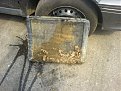 Натиснете снимката за да я уголемите

Име:DSC00399.jpg
Прегледи:127
Размер:181.4 КБ
ID:5063504