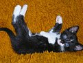 Натиснете снимката за да я уголемите

Име:P1010217.jpg
Прегледи:244
Размер:84.2 КБ
ID:5063914