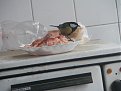Натиснете снимката за да я уголемите

Име:2008_02190273.JPG
Прегледи:174
Размер:153.4 КБ
ID:5064460