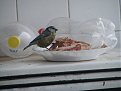 Натиснете снимката за да я уголемите

Име:2008_02190324.JPG
Прегледи:148
Размер:375.5 КБ
ID:5064468