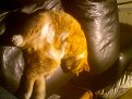 Натиснете снимката за да я уголемите

Име:833G0004.jpg
Прегледи:184
Размер:72.4 КБ
ID:5065030