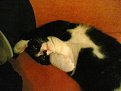 Натиснете снимката за да я уголемите

Име:10112006(001).jpg
Прегледи:167
Размер:179.1 КБ
ID:5065056