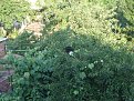 Натиснете снимката за да я уголемите

Име:DSC04407.jpg
Прегледи:152
Размер:239.0 КБ
ID:5065061