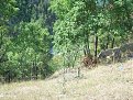 Натиснете снимката за да я уголемите

Име:Picture 010.jpg
Прегледи:104
Размер:296.0 КБ
ID:5066066