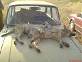 Натиснете снимката за да я уголемите

Име:DSC01139.jpg
Прегледи:414
Размер:98.3 КБ
ID:5068128