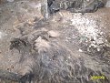 Натиснете снимката за да я уголемите

Име:ALIM0865.jpg
Прегледи:347
Размер:191.3 КБ
ID:5068215