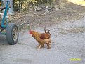 Натиснете снимката за да я уголемите

Име:ALIM1054.jpg
Прегледи:119
Размер:202.0 КБ
ID:5068265