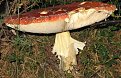 Натиснете снимката за да я уголемите

Име:Ro 060.jpg
Прегледи:130
Размер:156.5 КБ
ID:5069525