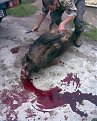 Натиснете снимката за да я уголемите

Име:Изобр001.jpg
Прегледи:431
Размер:109.7 КБ
ID:5070139